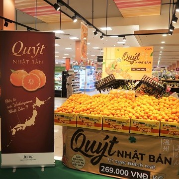 LÔ QUÝT UNSHU (NHẬT BẢN) ĐẦU TIÊN NHẬP KHẨU VỀ VIỆT NAM ĐƯỢC BÁN TẠI CÁC SIÊU THỊ AEON TOÀN QUỐC